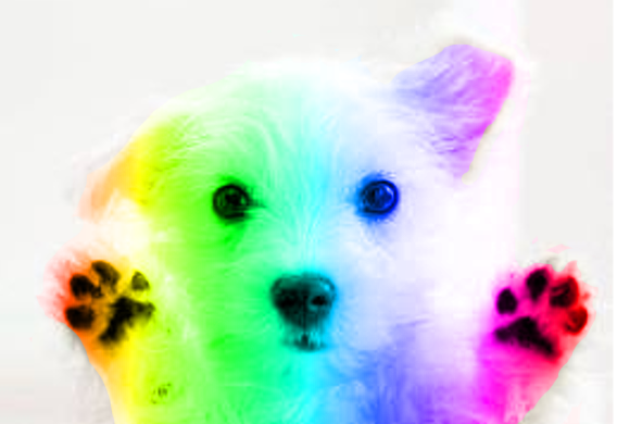rainbows and puppies